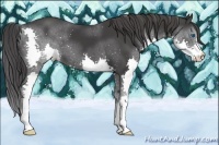 Horse Color:Black Splash