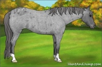 Horse Color:Blue Roan Appaloosa 