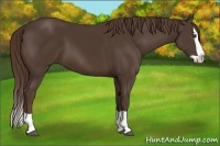 Horse Color:Liver Chestnut Splash 