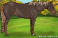 Horse Color:Liver Chestnut