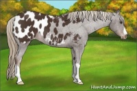 Horse Color:Liver Chestnut Appaloosa 