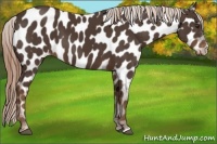 Horse Color:Liver Chestnut Near Leopard 