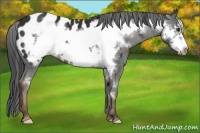 Horse Color:Liver Chestnut Frame Appaloosa 