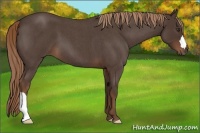 Horse Color:Liver Red Roan 