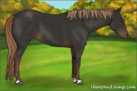 Horse Color:Liver Chestnut 