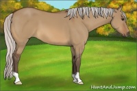 Horse Color:Silver Bay Dun