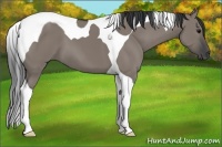 Horse Color:Grullo Tobiano 