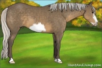 Horse Color:Silver Buckskin Frame