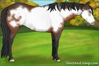 Horse Color:Bay Frame 