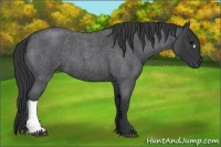 Horse Color:Blue Roan 