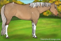 Horse Color:Silver Bay Dun Tobiano