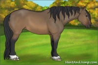 Horse Color:Brown Dun 