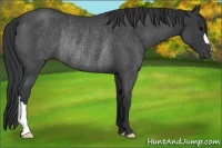 Horse Color:Blue Roan Rabicano 