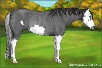 Horse Color:Blue Roan Splash Frame Rabicano 
