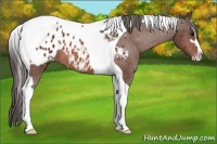Horse Color:Bay Sabino Tobiano Appaloosa 