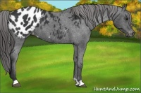 Horse Color:Black Appaloosa 