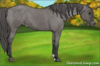 Horse Color:Grullo Appaloosa