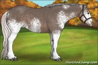 Horse Color:White Spotted Silver Black 