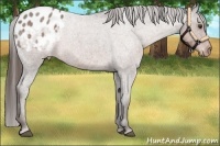 Horse Color:Liver Red Roan Appaloosa
