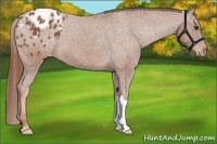 Horse Color:Chestnut Appaloosa