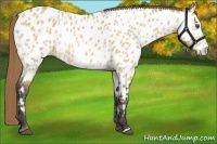 Horse Color:Buckskin Dun Near Leopard 