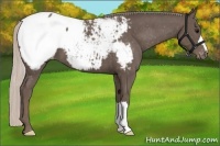 Horse Color:Silver Black Appaloosa