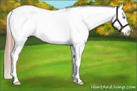 Horse Color:White Spotted Smoky Grullo Pearl Sabino Appaloosa