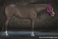 Horse Color:Liver Chestnut Sabino