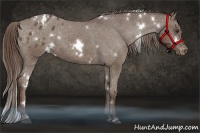 Horse Color:White Spotted Liver Chestnut Appaloosa 