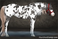 Horse Color:White Spotted Liver Chestnut Sabino Appaloosa