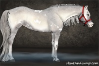 Horse Color:White Spotted Chocolate Palomino Onyx Appaloosa