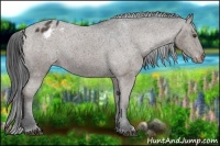 Horse Color:Liver Chestnut Appaloosa Rabicano