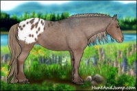 Horse Color:Liver Chestnut Appaloosa Rabicano 