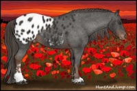 Horse Color:Liver Chestnut Sabino Appaloosa 