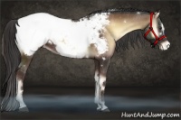 Horse Color:White Spotted Liver Red Onyx Sabino Appaloosa