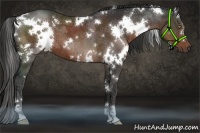 Horse Color:White Spotted Liver Chestnut 