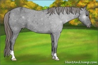 Horse Color:Smoky Black Appaloosa 