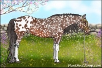 Horse Color:Bay Appaloosa