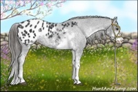 Horse Color:Black Sabino Appaloosa