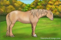 Horse Color:Gold Champagne 