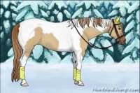 Horse Color:Red Dun Tobiano