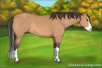 Horse Color:Buckskin Splash Rabicano 