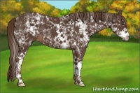 Horse Color:White Spotted Liver Chestnut 