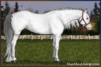 Horse Color:White Spotted Black Appaloosa Rabicano