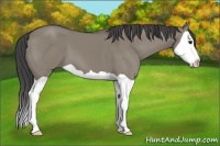 Horse Color:Smoky Grullo Splash