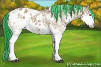 Horse Color:Painted Liver Red Dun Sabino Splash Appaloosa 