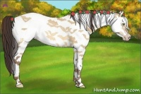 Horse Color:White Spotted Amber Champagne Dun Rabicano