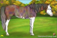 Horse Color:Nacre Bay Sabino Splash Rabicano