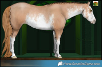 Horse Color:White Spotted Chestnut Pearl Rabicano 