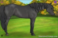 Horse Color:Black 